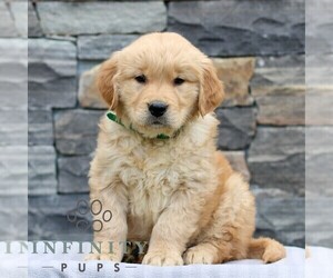 Golden Retriever Puppy for sale in LITITZ, PA, USA