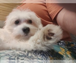 Coton de Tulear Puppy for sale in W FIELD, NC, USA