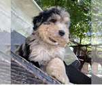Small Photo #10 Aussiedoodle Puppy For Sale in MIDDLETOWN, OH, USA