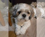 Small #2 Shih Tzu Mix