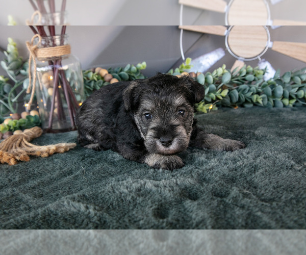 Medium Photo #2 Schnauzer (Miniature) Puppy For Sale in BALTIC, OH, USA