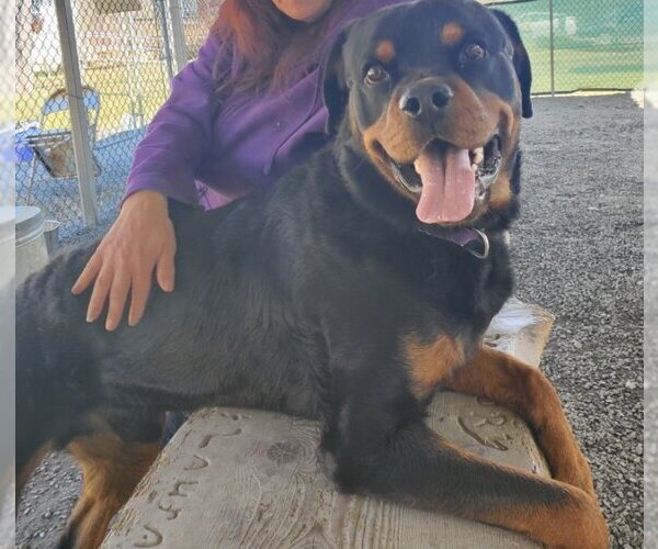 Medium Photo #3 Rottweiler Puppy For Sale in Stroudsburg, PA, USA
