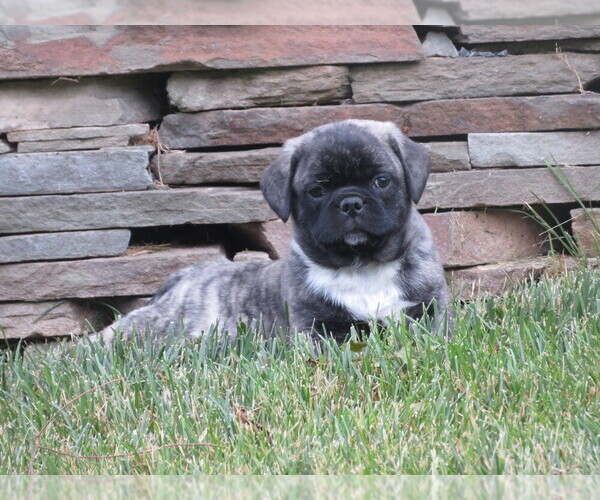 Medium Photo #3 Jug Puppy For Sale in MOUNT SOLON, VA, USA
