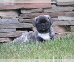 Small Photo #3 Jug Puppy For Sale in MOUNT SOLON, VA, USA