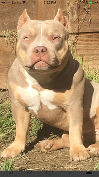 Medium Photo #1 American Bully Puppy For Sale in NORTH HIGHLANDS, CA, USA