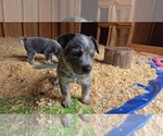 Small #8 Australian Cattle Dog