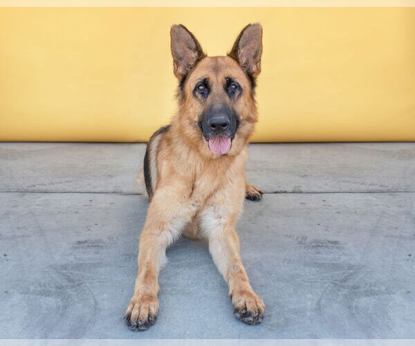 Medium Photo #3 German Shepherd Dog Puppy For Sale in Pasadena, CA, USA