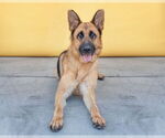 Small #2 German Shepherd Dog