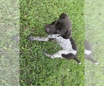 Small #5 German Shorthaired Pointer