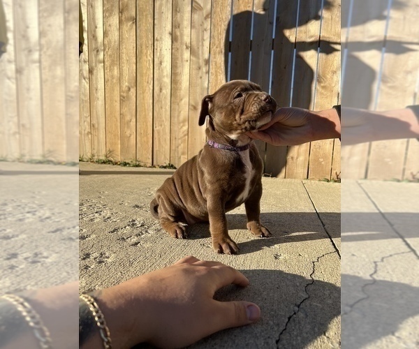 Medium Photo #12 American Bully Puppy For Sale in MANSFIELD, OH, USA
