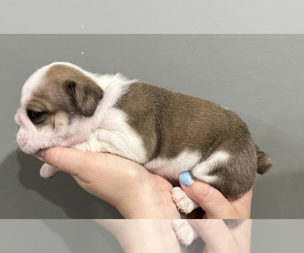 Medium Photo #12 English Bulldog Puppy For Sale in EVEREST, KS, USA