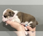 Small Photo #12 English Bulldog Puppy For Sale in EVEREST, KS, USA
