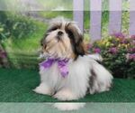 Small Photo #4 Shih Tzu Puppy For Sale in QUAPAW, OK, USA