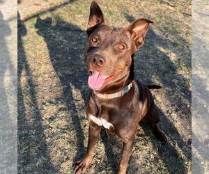 American Pit Bull Terrier-Labrador Retriever Mix Dogs for adoption in Minneapolis, MN, USA