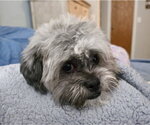 Small #2 Shih Tzu