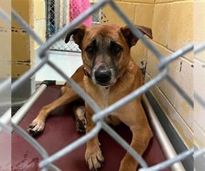 Mutt Dogs for adoption in Tulsa, OK, USA