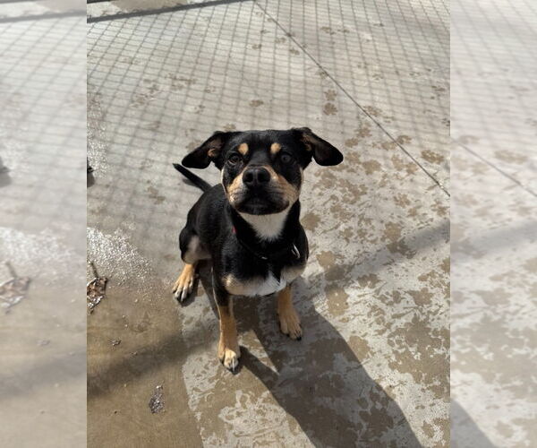 Medium Photo #4 Mutt Puppy For Sale in Muskegon, MI, USA