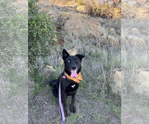 Kira - Female Mutt Dog for Adoption - Photo #11