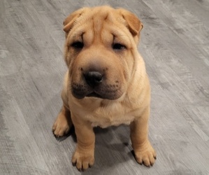 Chinese Shar-Pei Puppy for Sale in BALTIMORE, Maryland USA