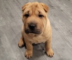 Small Chinese Shar-Pei