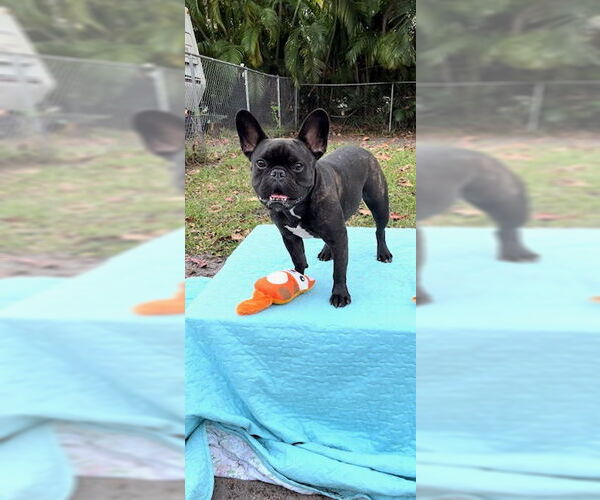 Medium Photo #8 French Bulldog Puppy For Sale in Weston, FL, USA