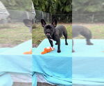 Small #7 French Bulldog
