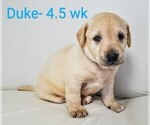 Puppy 1 Labrador Retriever