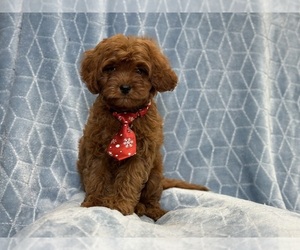 Cavapoo Puppy for sale in LAKELAND, FL, USA