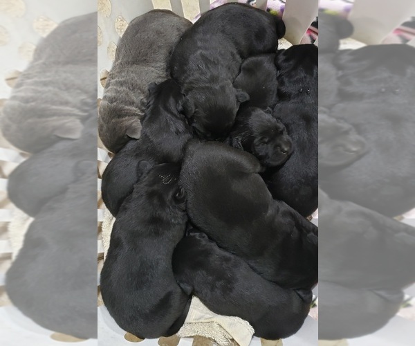 Medium Photo #62 Labrador Retriever Puppy For Sale in OLYMPIA, WA, USA