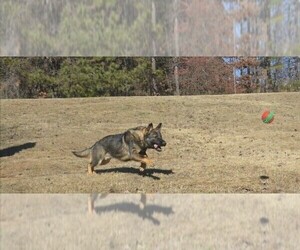 German Shepherd Dog Puppy for sale in POWDER SPRINGS, GA, USA