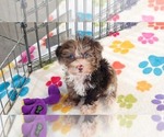 Small #6 Cockapoo (Toy)-Poodle (Toy) Mix