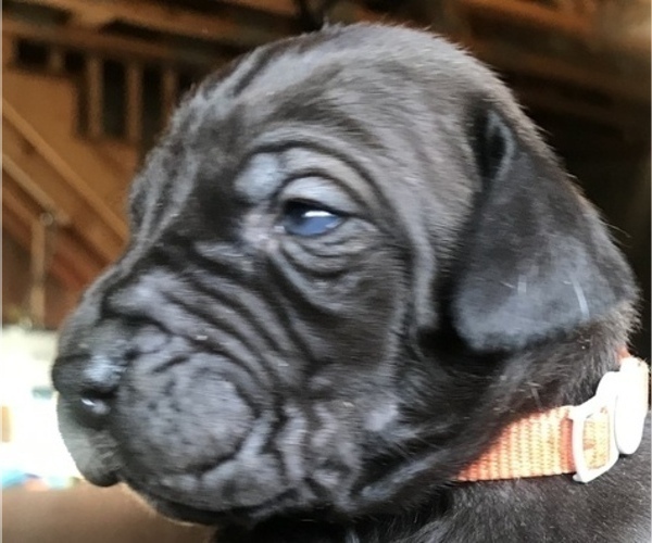 Medium Photo #7 Great Dane Puppy For Sale in PINNACLE, NC, USA