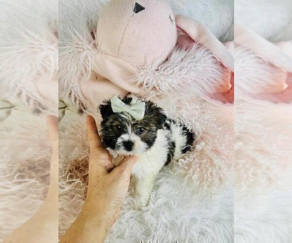 Medium Photo #13 Morkie Puppy For Sale in FORT LAUDERDALE, FL, USA