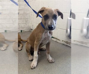 Carolina Dog-Unknown Mix Dogs for adoption in San Bernardino, CA, USA