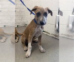 Small Carolina Dog Mix