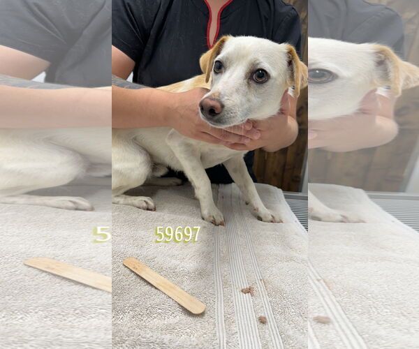 Medium Photo #8 Jack Russell Terrier-Unknown Mix Puppy For Sale in Chico, CA, USA