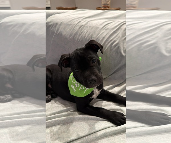 Medium Photo #9 Mutt Puppy For Sale in Holly Springs, NC, USA