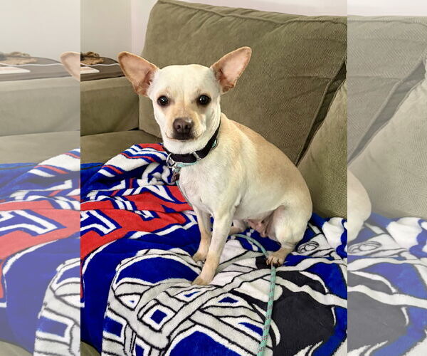Medium Photo #1 Chihuahua-Unknown Mix Puppy For Sale in Rockaway, NJ, USA