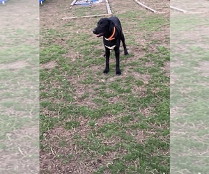Labrador Retriever Dog for Adoption in ROCKY MOUNT, North Carolina USA