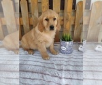 Puppy Puppy 6 Carli Golden Retriever