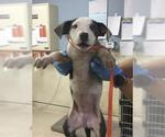 Small Mutt