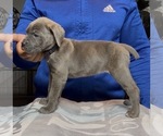 Puppy Felicia Cane Corso