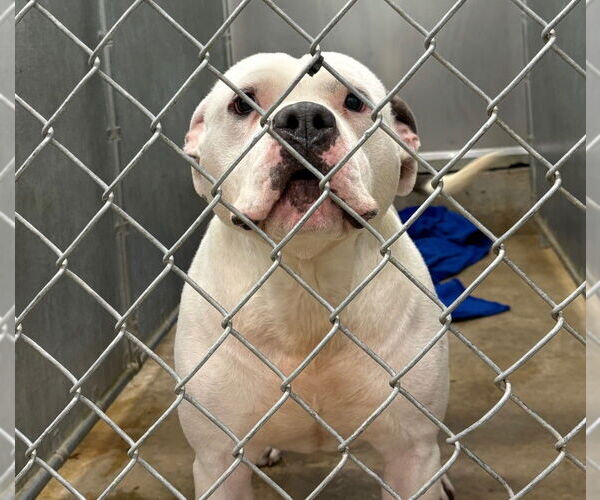 Medium Photo #2 Boxer-Unknown Mix Puppy For Sale in La Porte, IN, USA