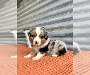 Miniature Australian Shepherd Puppy for sale in COUNCIL HILL, OK, USA