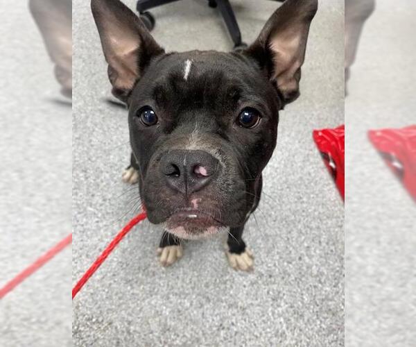 Medium Photo #1 American Pit Bull Terrier-Unknown Mix Puppy For Sale in Pasadena, TX, USA