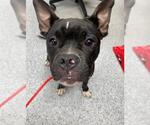 Small American Pit Bull Terrier Mix