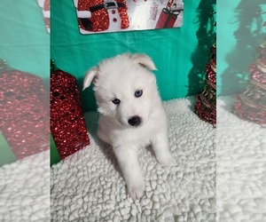 Pomsky-Siberian Husky Mix Puppy for sale in LAWRENCEBURG, TN, USA
