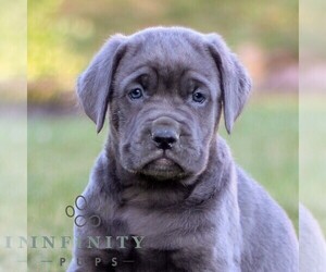 Cane Corso Puppy for sale in NARVON, PA, USA