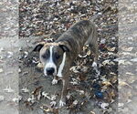 Small #12 Mutt