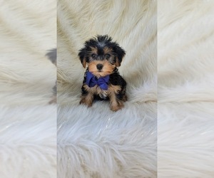 Yorkshire Terrier Puppy for sale in INDIANAPOLIS, IN, USA
